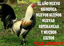 a rooster is standing in the grass with the words el ano nuevo