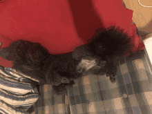 a small black dog is laying on a plaid blanket