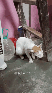 a cat is laying on the floor next to a ladder and a fan with a caption in a language other than english