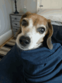 a small brown and white dog wrapped in a blue blanket