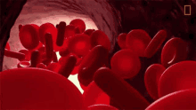 a bunch of red blood cells are moving through a vein in a person 's body .