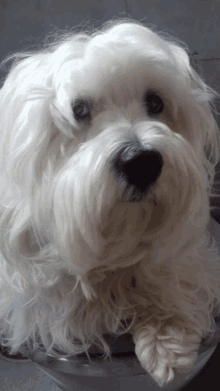 a small white dog with a black nose is laying down