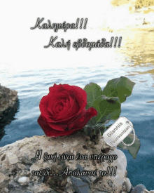 a red rose sits on a rock in front of the ocean