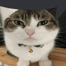 a close up of a cat with a bell on its neck