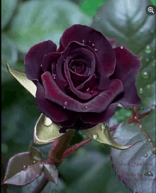 a dark purple rose with water drops on it