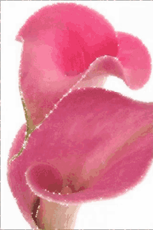 a close up of a pink flower on a white background