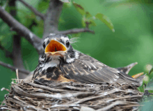 a baby bird in a nest with its beak open