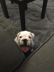 a small white dog with a pink tongue sticking out looks at the camera