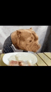 a dog wearing a shirt and tie is eating from a plate