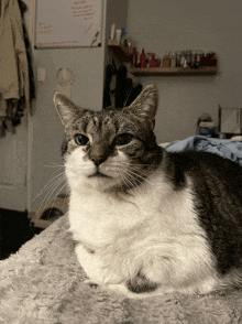 a cat is laying on a blanket in front of a whiteboard that says ' i 'm sorry '