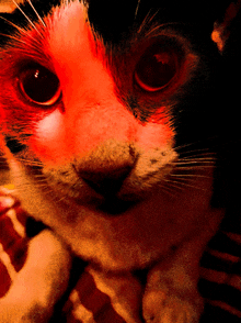 a black and white cat with red eyes