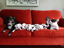 a row of black and white puppies laying on a red couch