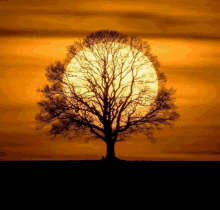 a tree silhouetted against a sunset sky with the sun behind it