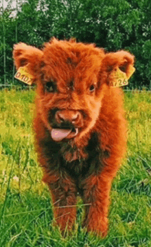 a brown puppy with a yellow tag on its ear that says 0106