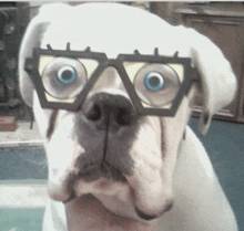 a white dog wearing glasses with a yellow frame