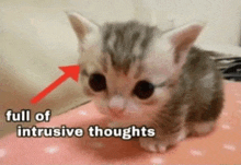 a kitten with a red arrow pointing to its head and the words full of intrusive thoughts below it