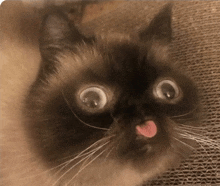 a close up of a cat with its tongue sticking out .