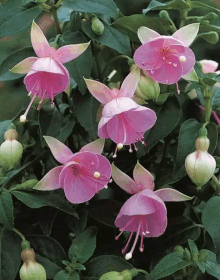 a bunch of pink flowers are growing on a green plant