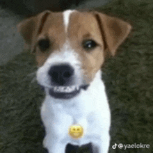 a small brown and white dog with a smiley face tag around its neck .