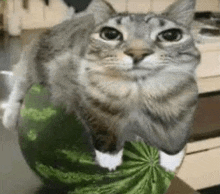 a cat is sitting on top of a watermelon in a kitchen .