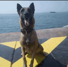 a brown dog with a black collar is sitting on a yellow and black triangle