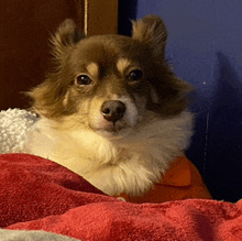 a brown and white dog laying on a red blanket looking at the camera