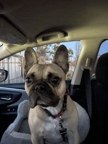 a dog is sitting in the back seat of a car looking at the camera