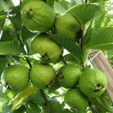 a bunch of green fruits growing on a tree .