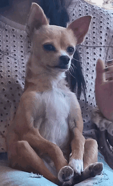 a small brown and white chihuahua is sitting on a person 's lap