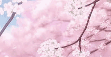 a close up of a cherry blossom tree with pink flowers