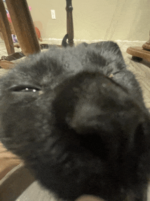 a close up of a black cat 's nose with a white wall in the background