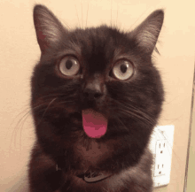 a black cat sticking its pink tongue out in front of an electrical outlet