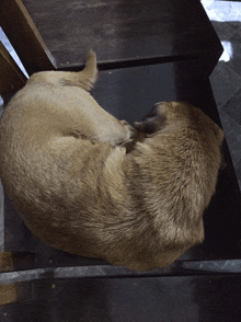 a brown dog laying on a black chair