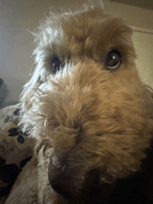 a close up of a dog 's face with a blurred background