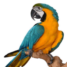 a blue and yellow parrot is perched on a branch