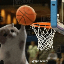 a cat is trying to dunk a basketball into a basketball hoop