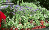 a man in a red shirt is standing in front of a bunch of potted plants in a garden .