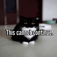 a black and white cat sitting on the floor with the words this cannot continue below it