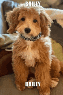 a small brown and white dog with the name bailey on it