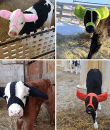 a collage of four pictures of cows wearing knitted ear muzzles