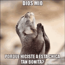 an otter is praying with its hands folded in front of it