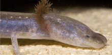 a close up of a lizard with white spots on it