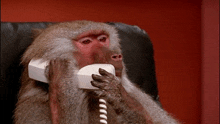 a baboon is talking on a telephone while sitting in a chair .