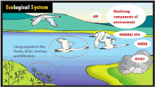 a cartoon of birds flying over a body of water with the words ecological system above them