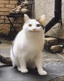 a white cat with a smiley face is sitting on a sidewalk .