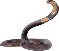 a snake with a very long neck and a yellow head