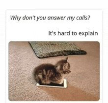 a kitten is sitting on top of a cell phone on a carpet .