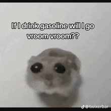 a hamster says if i drink gasoline will i go vroom vroom ?