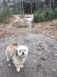 a small dog on a leash stands on a dirt road