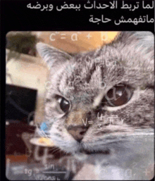 a close up of a cat 's face with arabic writing on it